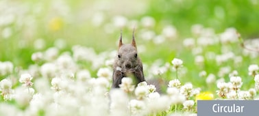 Squirrel with tufted ears standing in a field of white clover flowers