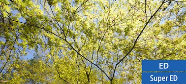 Minimal aberration enhances sharpness
