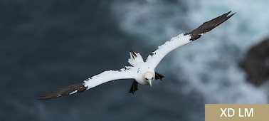 Gannet in flight over the ocean