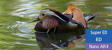 A mandarin duck swimming on water