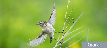 A small bird taking flight from a branch