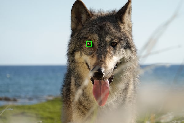 Real-time Eye AF for Animals