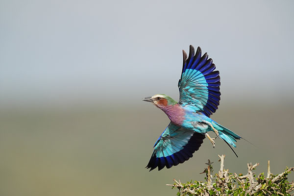>Wildlife Zone